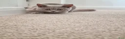 British Shorthair cats for sale: GCCF Registered,ready to go! - Advert 8