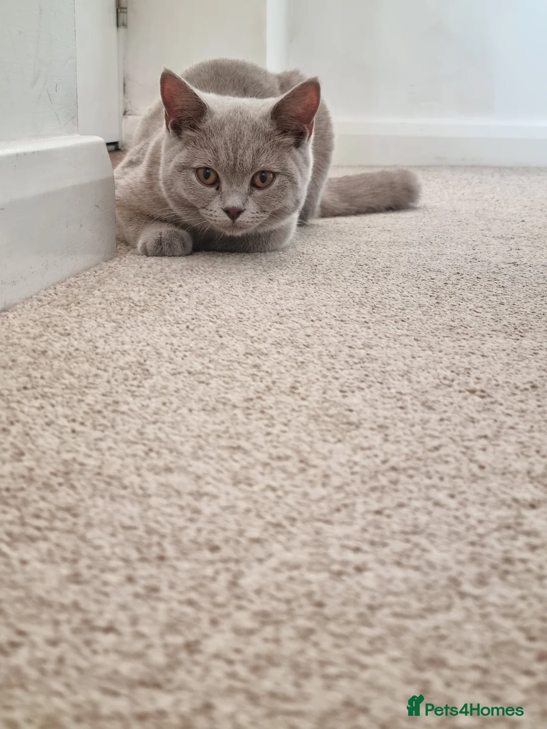 British Shorthair cats for sale: GCCF Registered,ready to go! - Advert 8