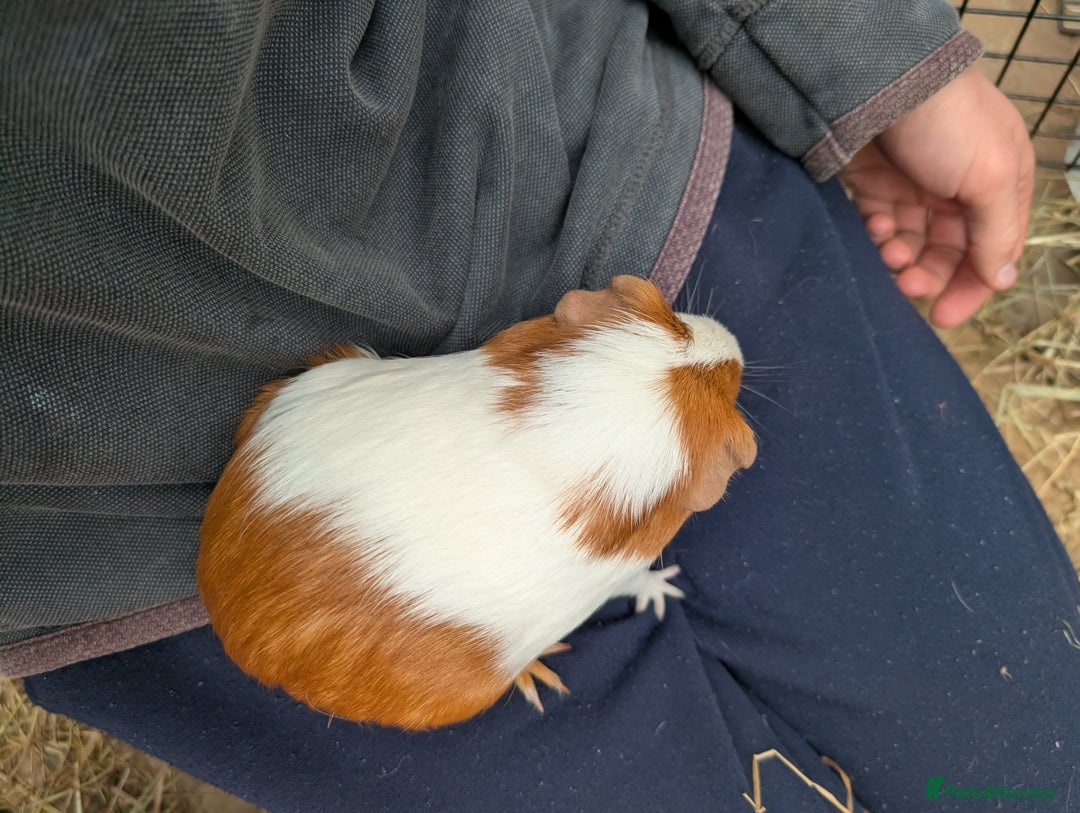 Guinea Pig rodents for sale: Male rescue guinea pig - Image 2