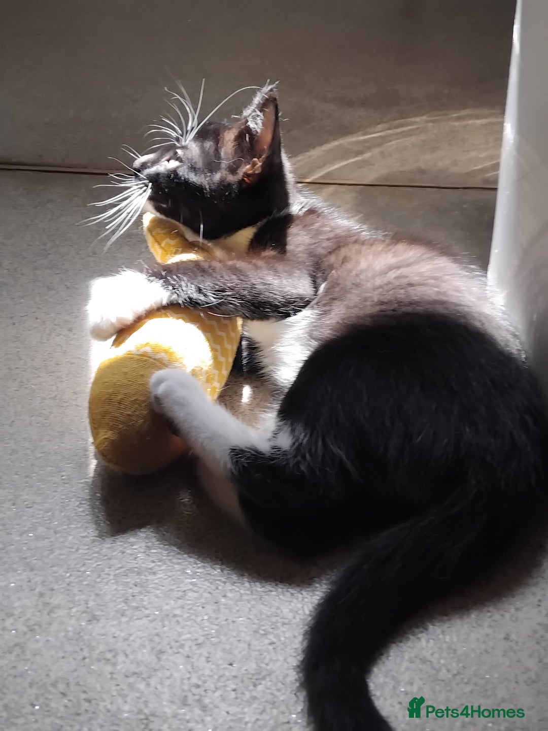 Mixed Breed cats for sale: 1 gorgeous female bengal x kitten for sale. - Image 2