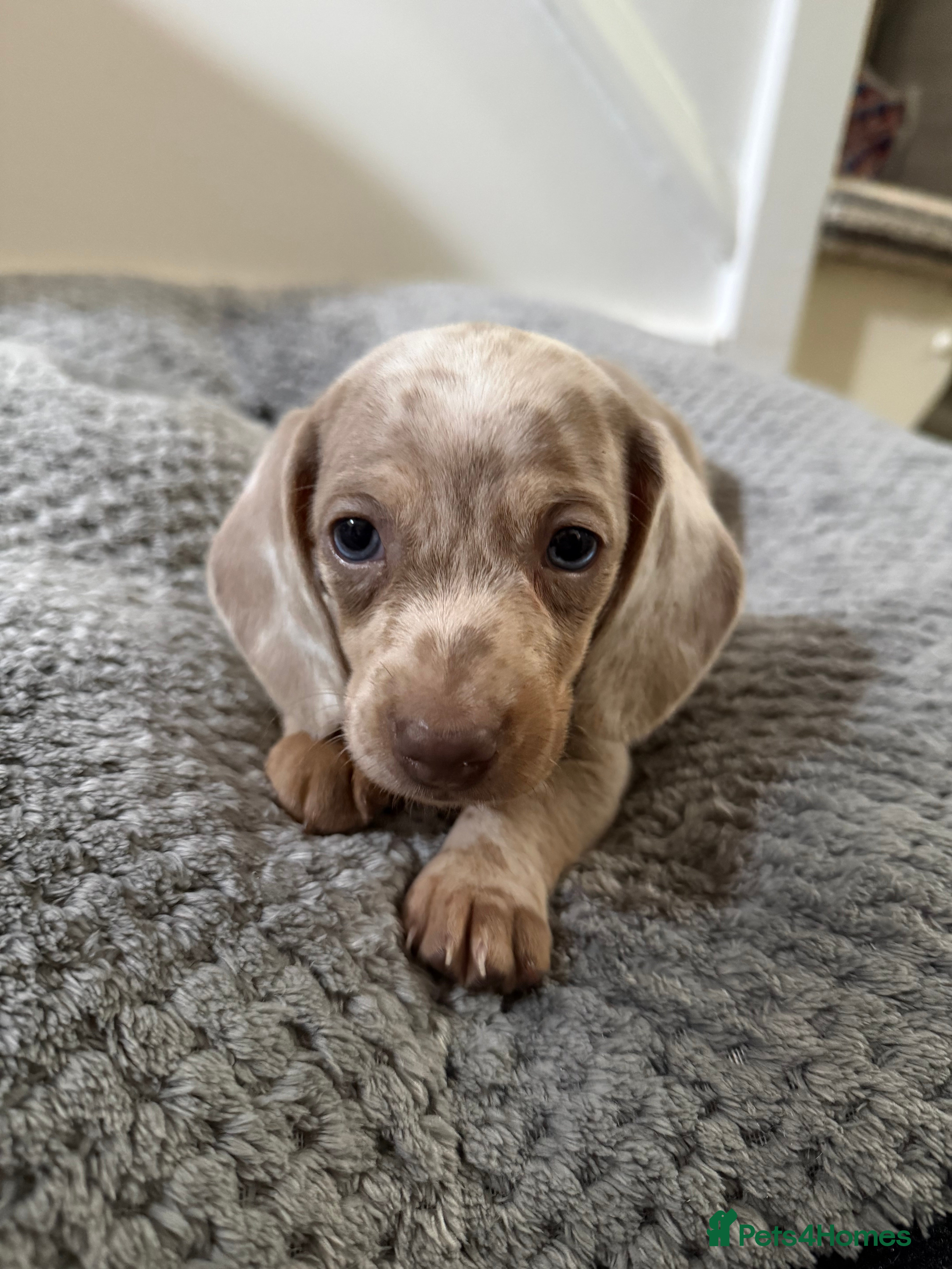 Miniature Dachshund dogs 2 month old miniature dachshund for sale 🩵 - Advert 2