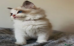 Ragdoll cats for sale: 💙🐾Tica full Pedigree🐾EU Ragdoll 🐱🐾DNA Clear - Image 10