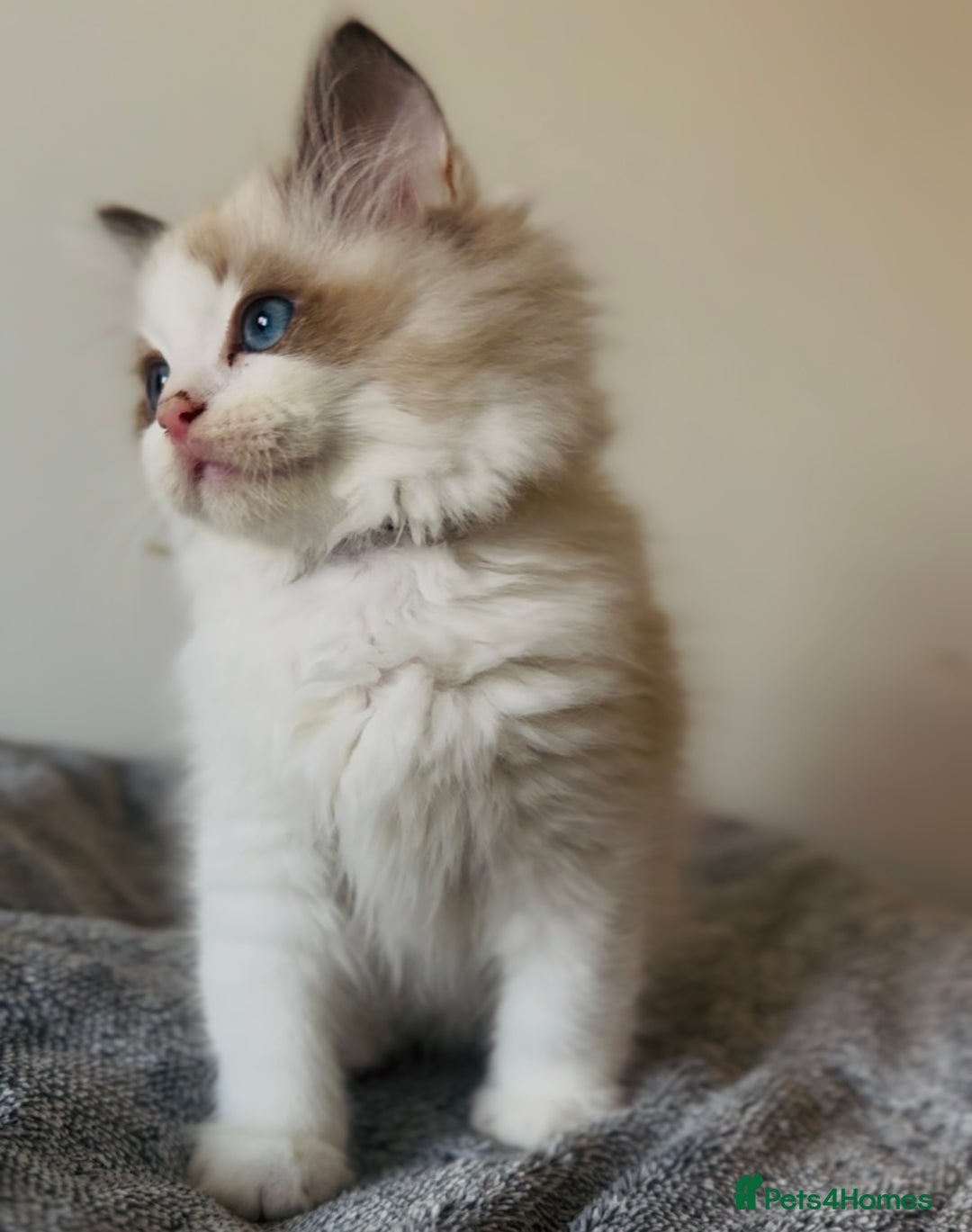Ragdoll cats for sale: 💙🐾Tica full Pedigree🐾EU Ragdoll 🐱🐾DNA Clear - Image 10