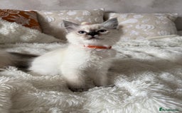 Ragdoll cats for sale: GCCF registered Ragdoll kittens - Image 6