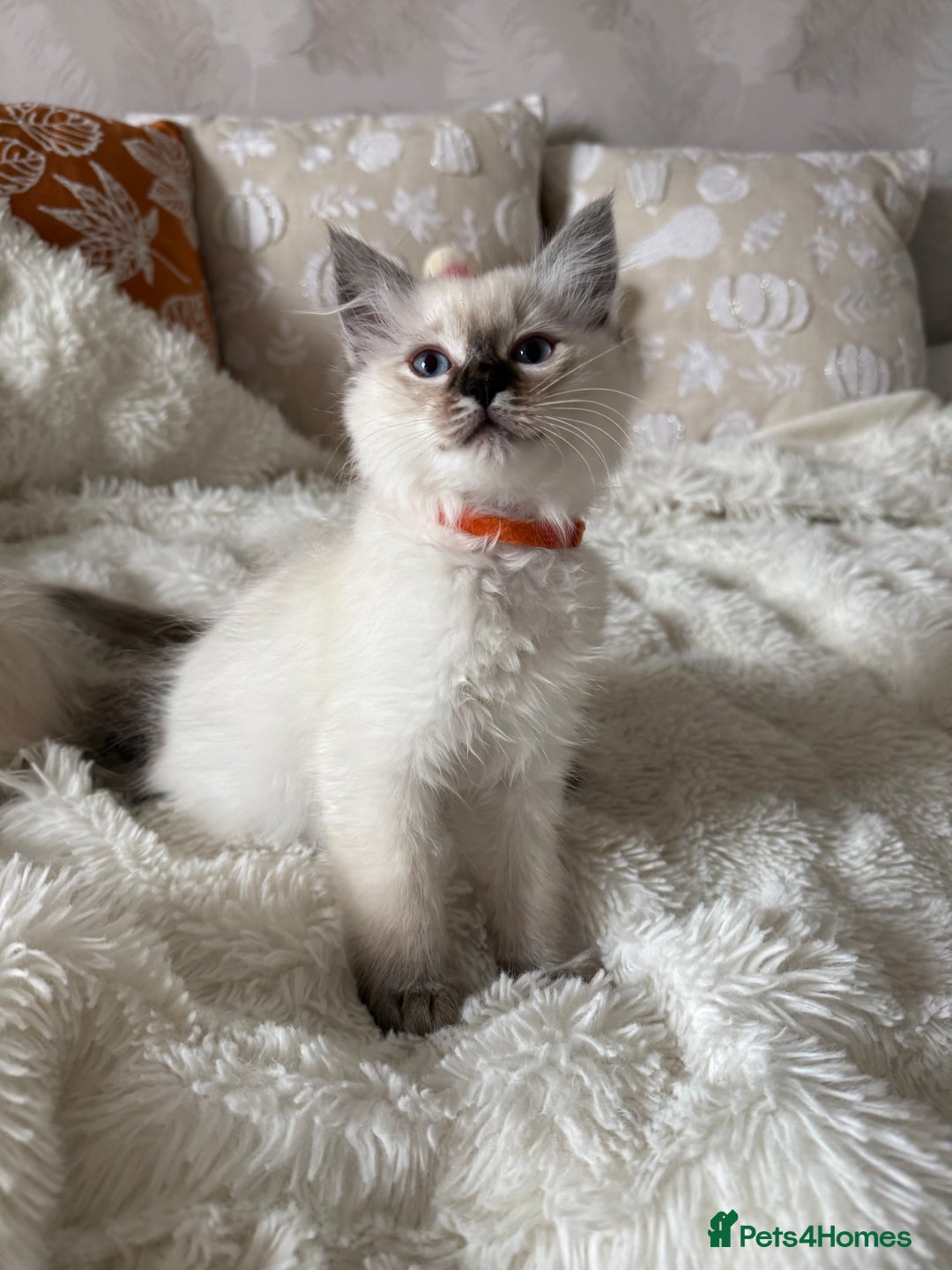 Ragdoll cats for sale: GCCF registered Ragdoll kittens - Image 6