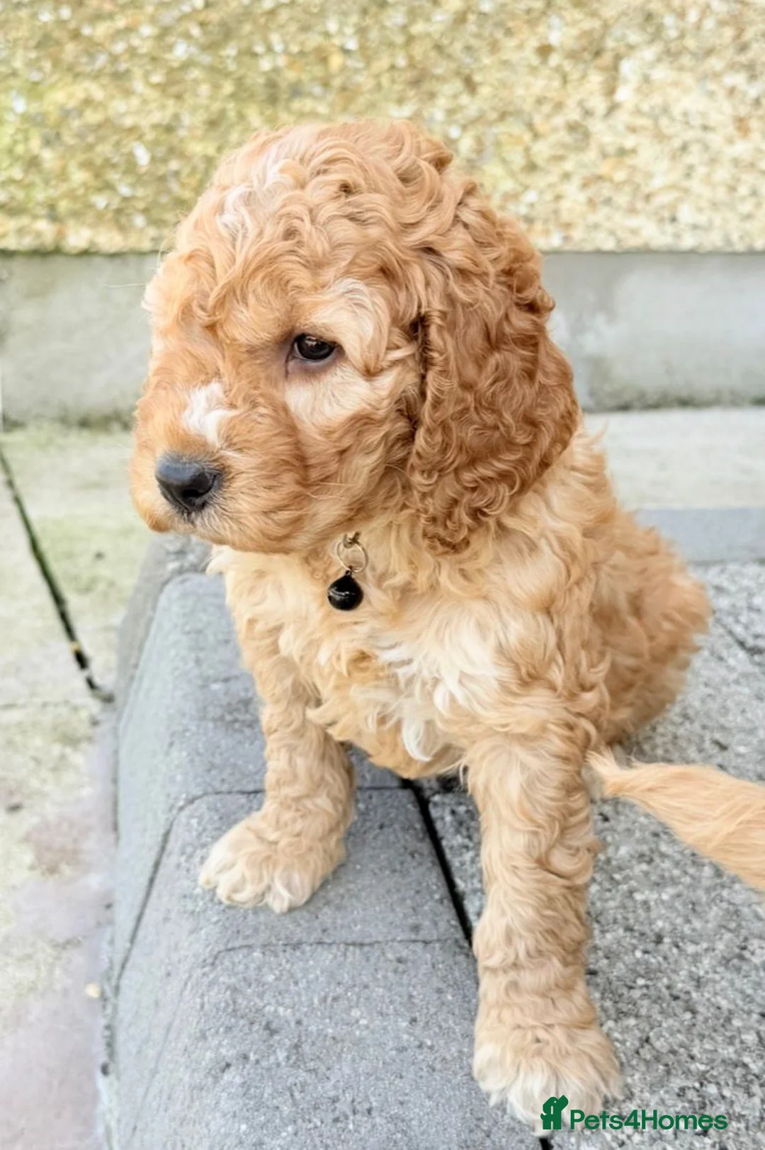 Cockapoo dogs for sale: Stunning COCKAPOO F1b - Advert 27