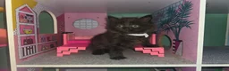 Ragdoll cats for sale: Ragdoll Persian X kittens  - Advert 13