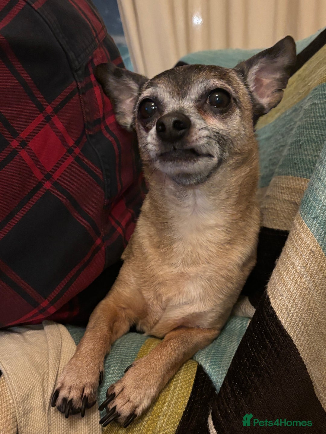 Mixed Breed dogs for sale: Mix breed jack Russel and chihuahua  - Image 2