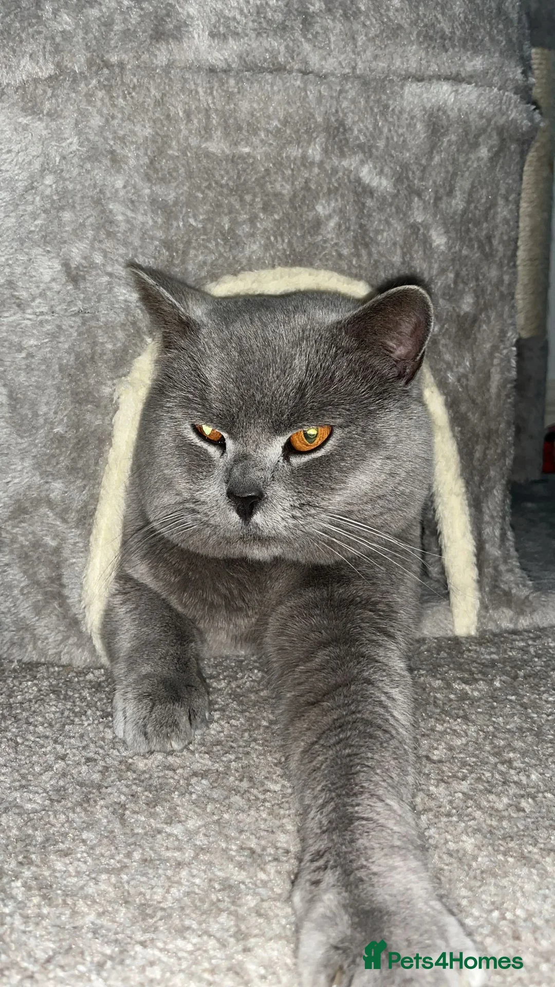British Shorthair cats for stud: Beautiful boy - Advert 3