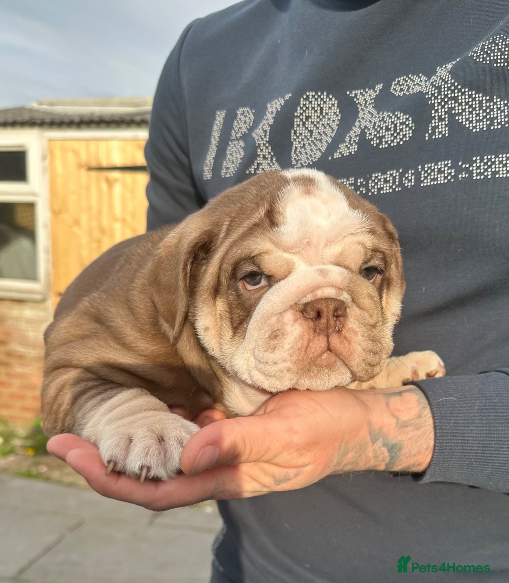 English Bulldog dogs English bulldog puppy’s for sale  - Advert 1