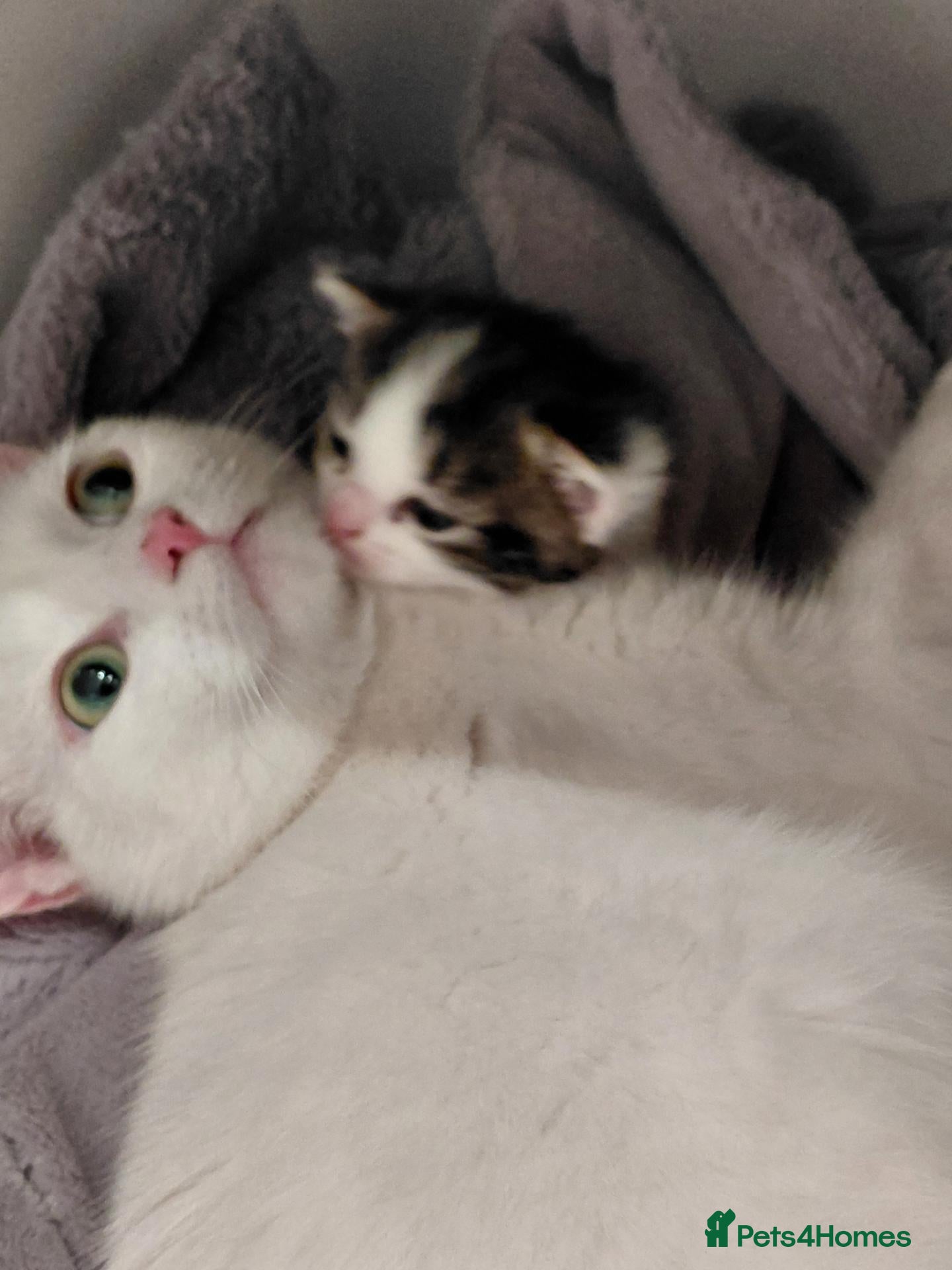 Domestic Shorthair cats 2 beautiful kittens  - Advert 1