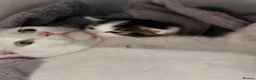 Domestic Shorthair cats for sale: 2 beautiful kittens  - Advert 1
