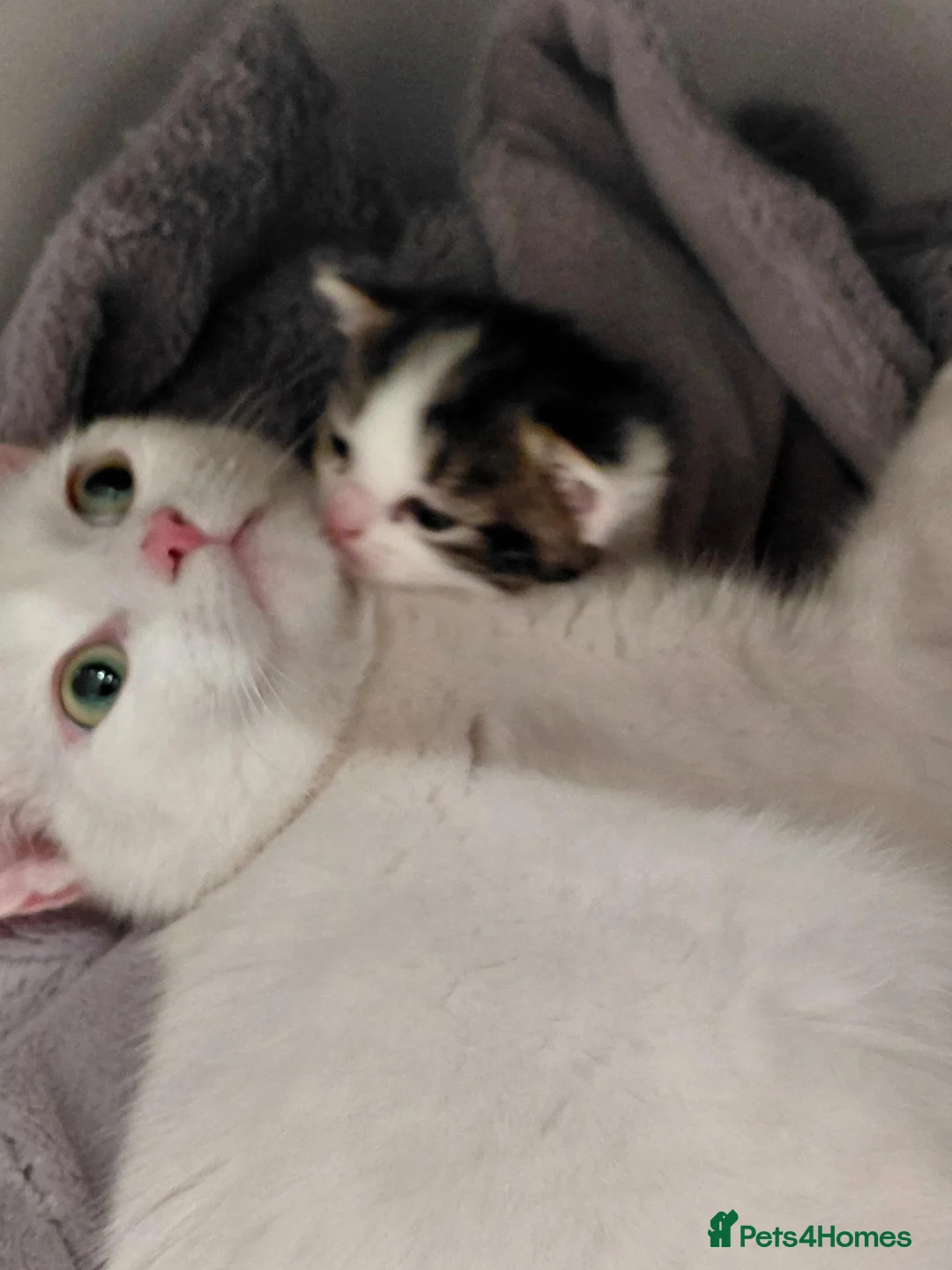 Domestic Shorthair cats for sale: 2 beautiful kittens  - Advert 1