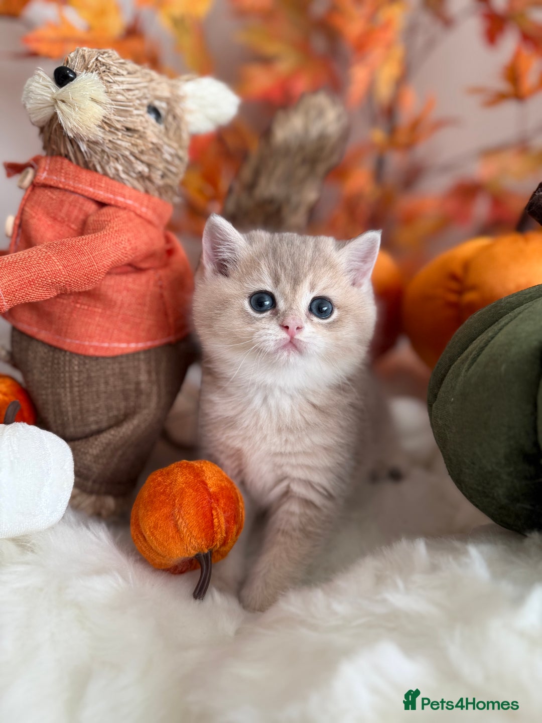 British Shorthair cats for sale: Blue Golden British Shorthair - Image 14