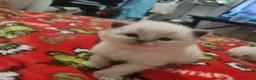 Ragdoll cats for sale: Ragdoll x in Hastings - Advert 2