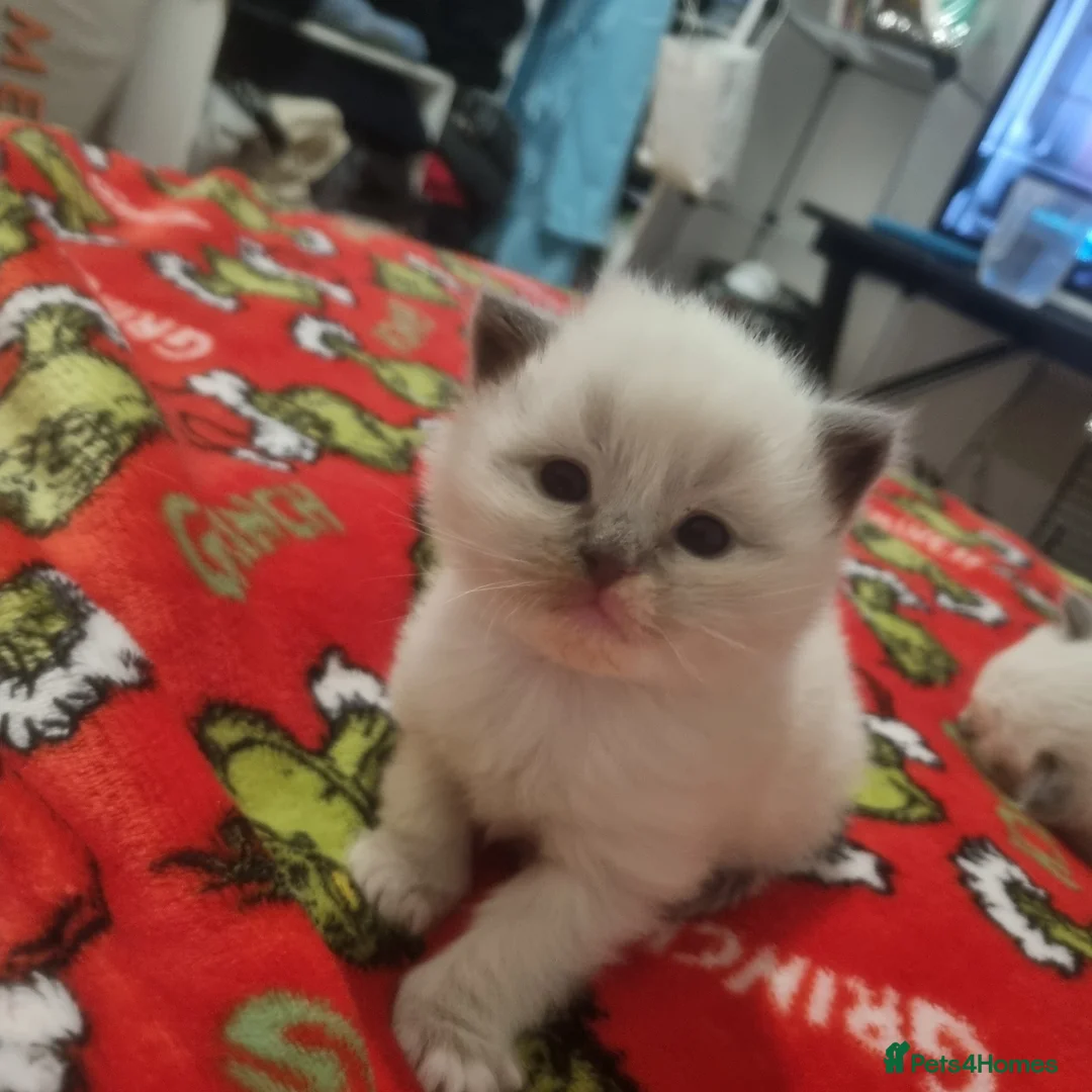 Ragdoll cats for sale: Ragdoll x in Hastings - Advert 2