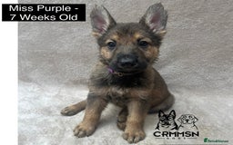 German Shepherd dogs for sale: Exceptional KC Reg Czech Line German Shepherd Pups in Nottingham - Image 8