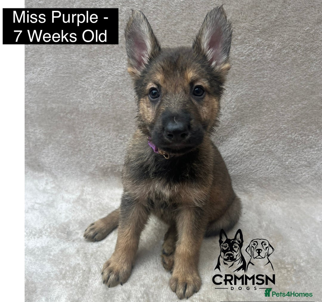 German Shepherd dogs for sale: Exceptional KC Reg Czech Line German Shepherd Pups in Nottingham - Image 8