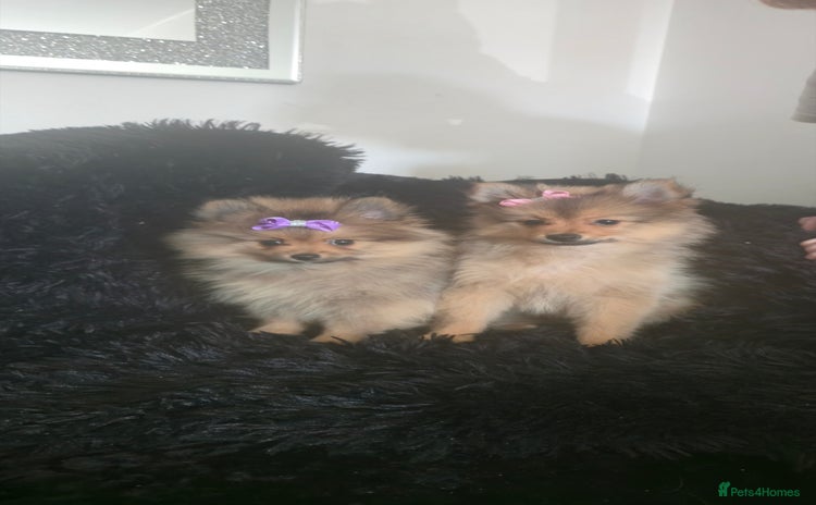 Pomeranian dogs in Houghton le Spring - Advert 3