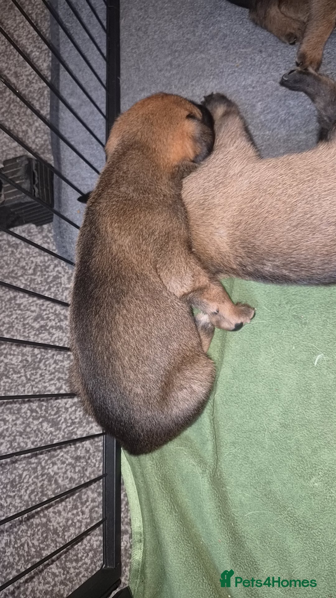 Belgian Shepherd Dog dogs 8 Beautiful Belgian Malinois pups - Advert 2