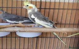 Cockatiels birds for sale: Cockatiels and Kakariki - Image 6