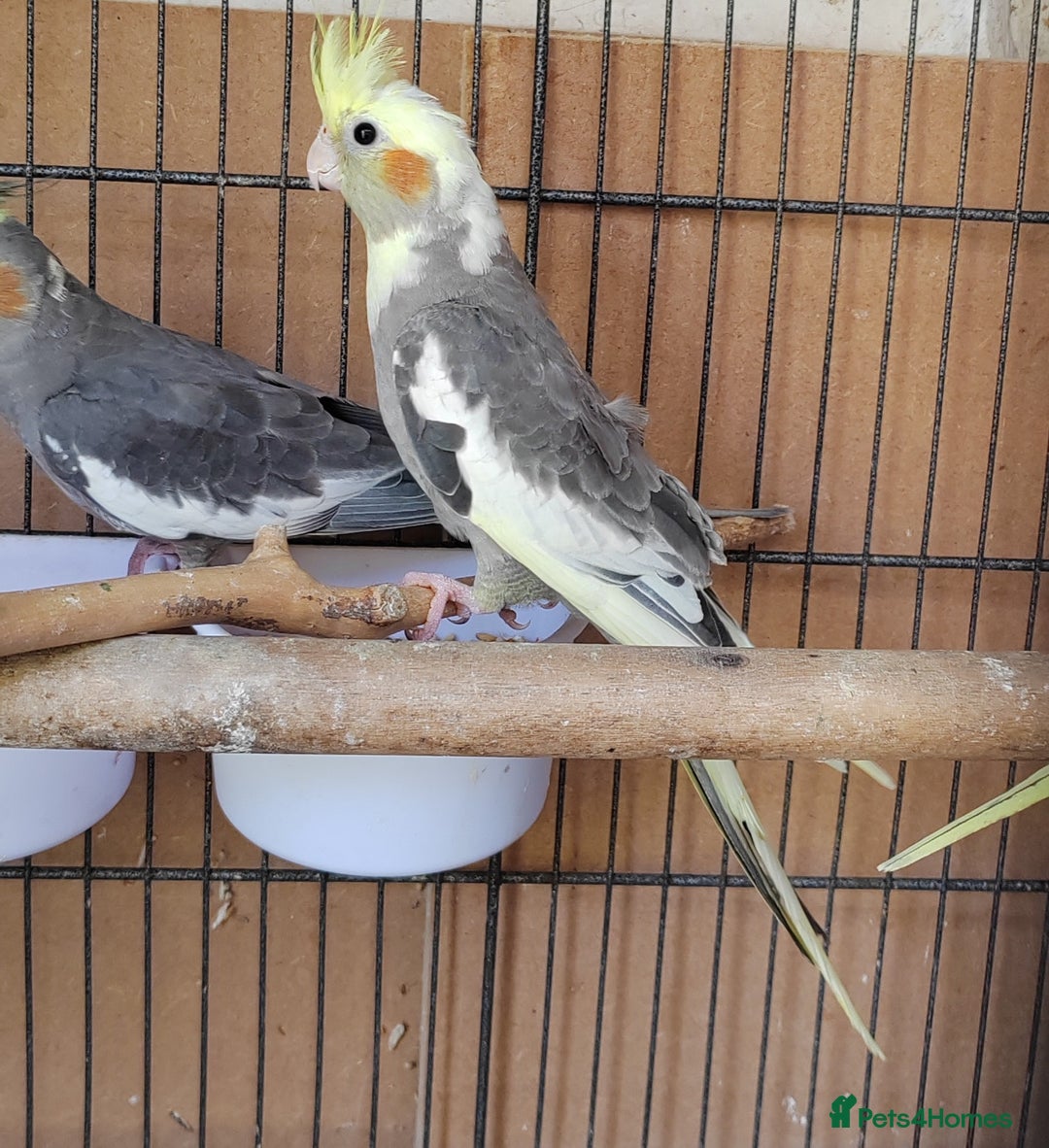 Cockatiels birds for sale: Cockatiels and Kakariki - Image 6