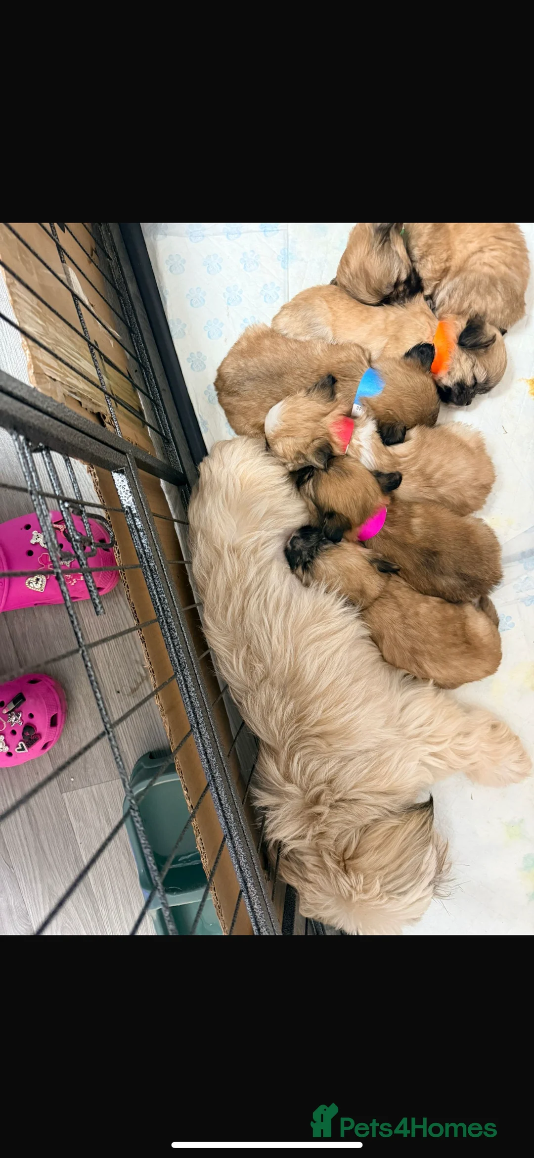 Shih Tzu dogs for sale: Delightful pedigree Shih tzu’s looking for homes - Advert 2