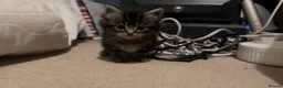 Maine Coon cats for sale: Maine Coon / Tabby Mix Kittens in March - Advert 5