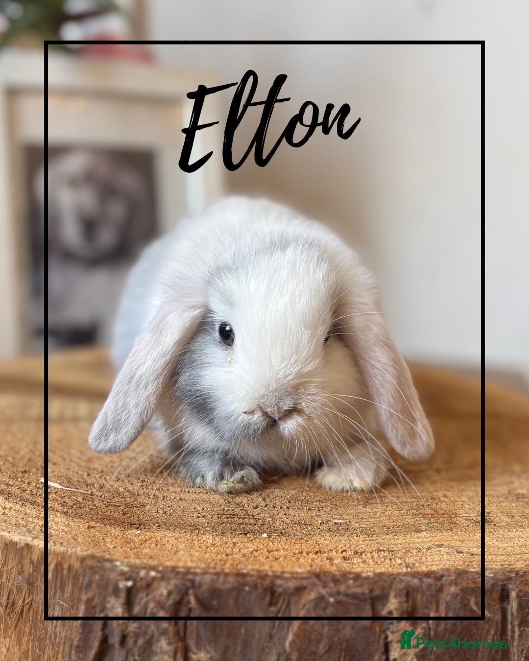 Mini Lop rabbits Mini lop buns looking for homes Adults £20 - Advert 2