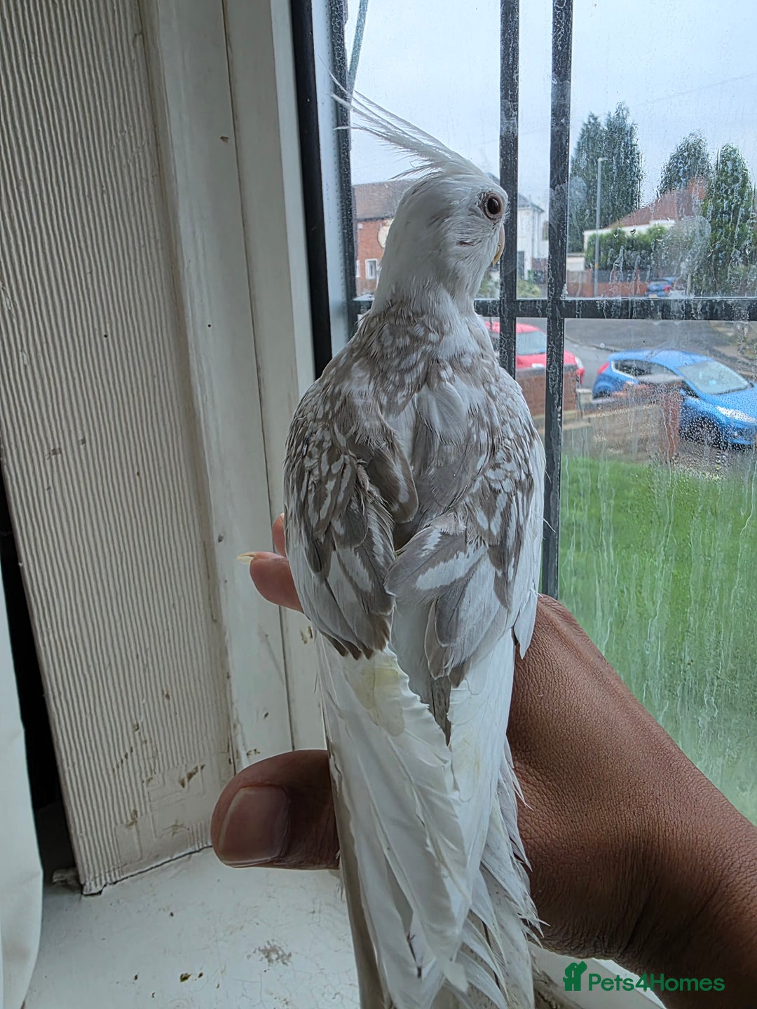 Cockatiels birds for sale: Silly hand tamed baby cockatiels for sale  - Advert 11