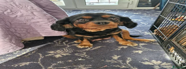 Brydie