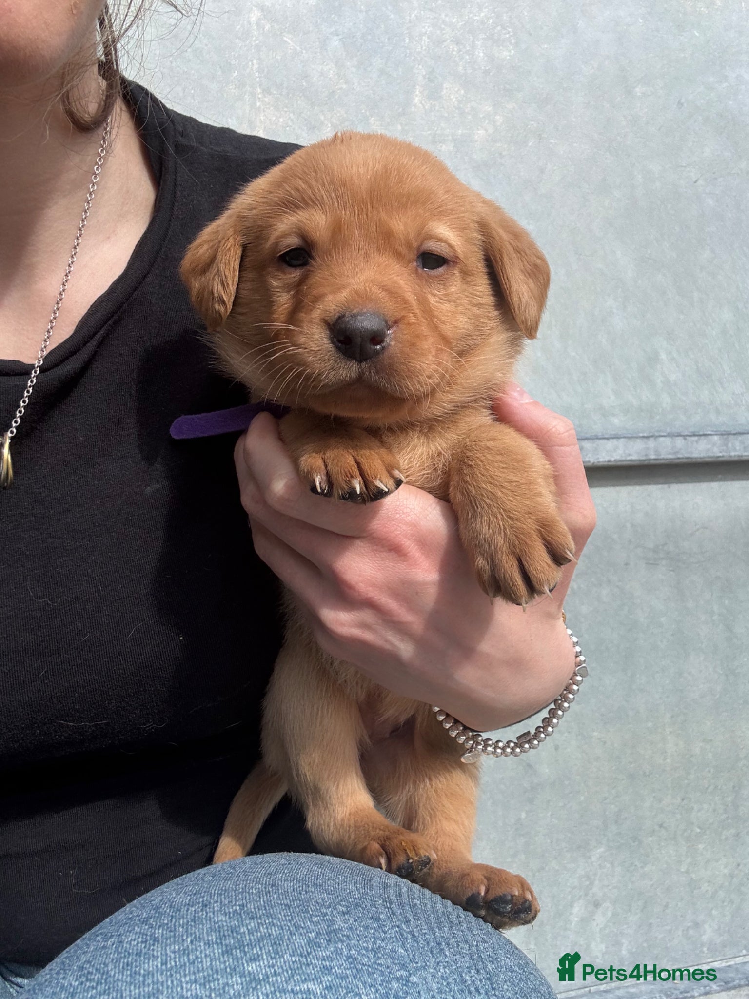 Labrador Retriever dogs Fox Red Labrador  - Advert 13