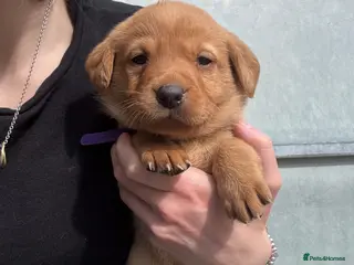 Labrador Retriever dogs Fox Red Labrador - Advert 13