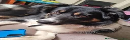 Border Collie dogs for sale: Beautiful trio border collie in Stone - Advert 1