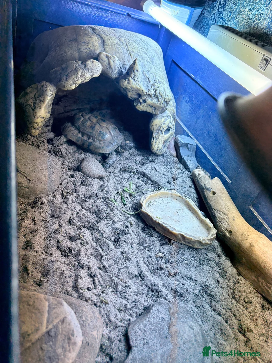 Tortoise reptiles for sale: Extremely rare golden Greek tortoise  - Advert 6