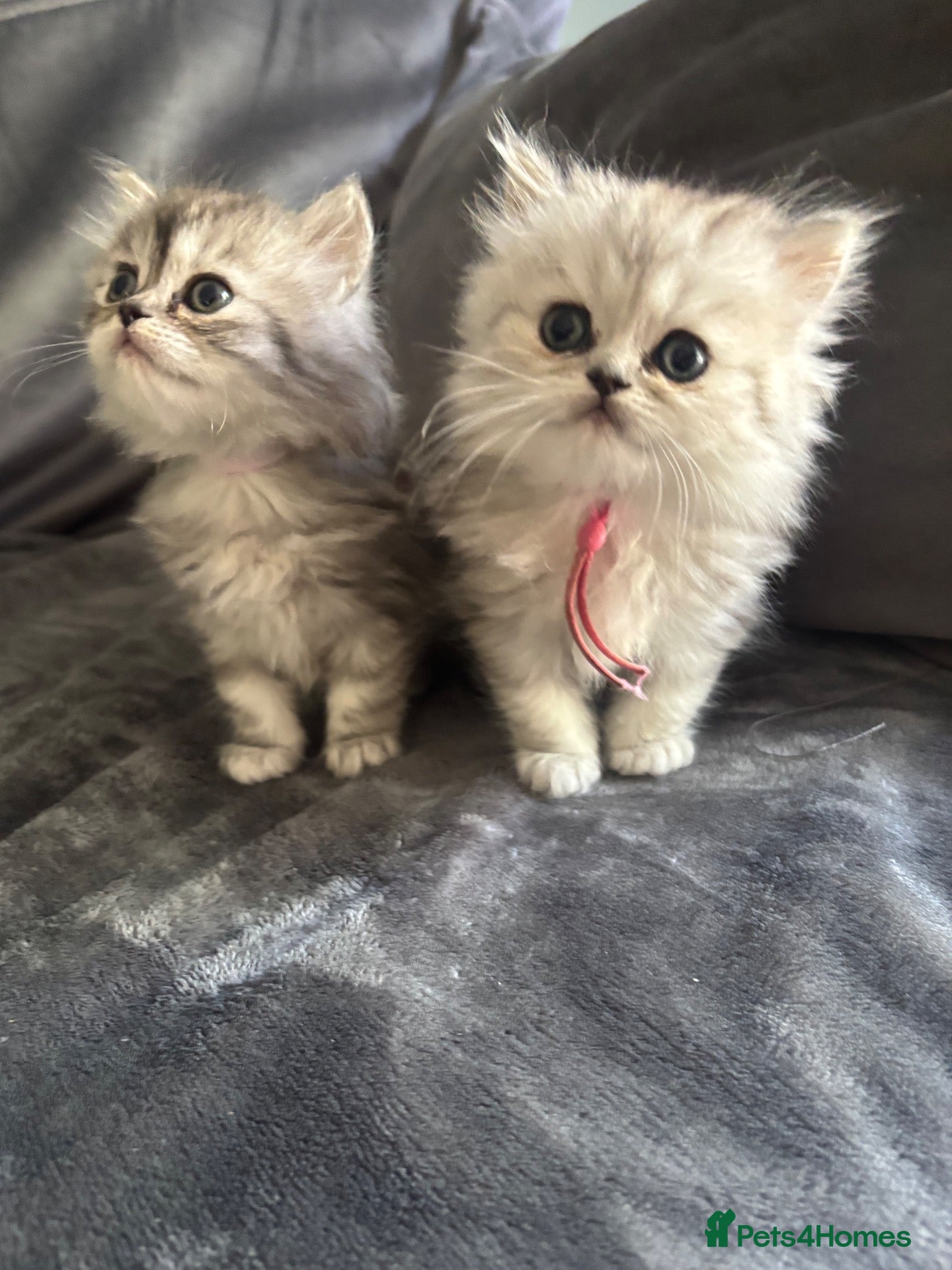 Ragdoll cats Ragdoll / Persians - Only 2 Girls left!!  - Advert 2