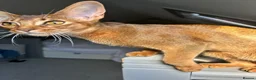 Abyssinian cats for sale: Champion line  - Advert 14