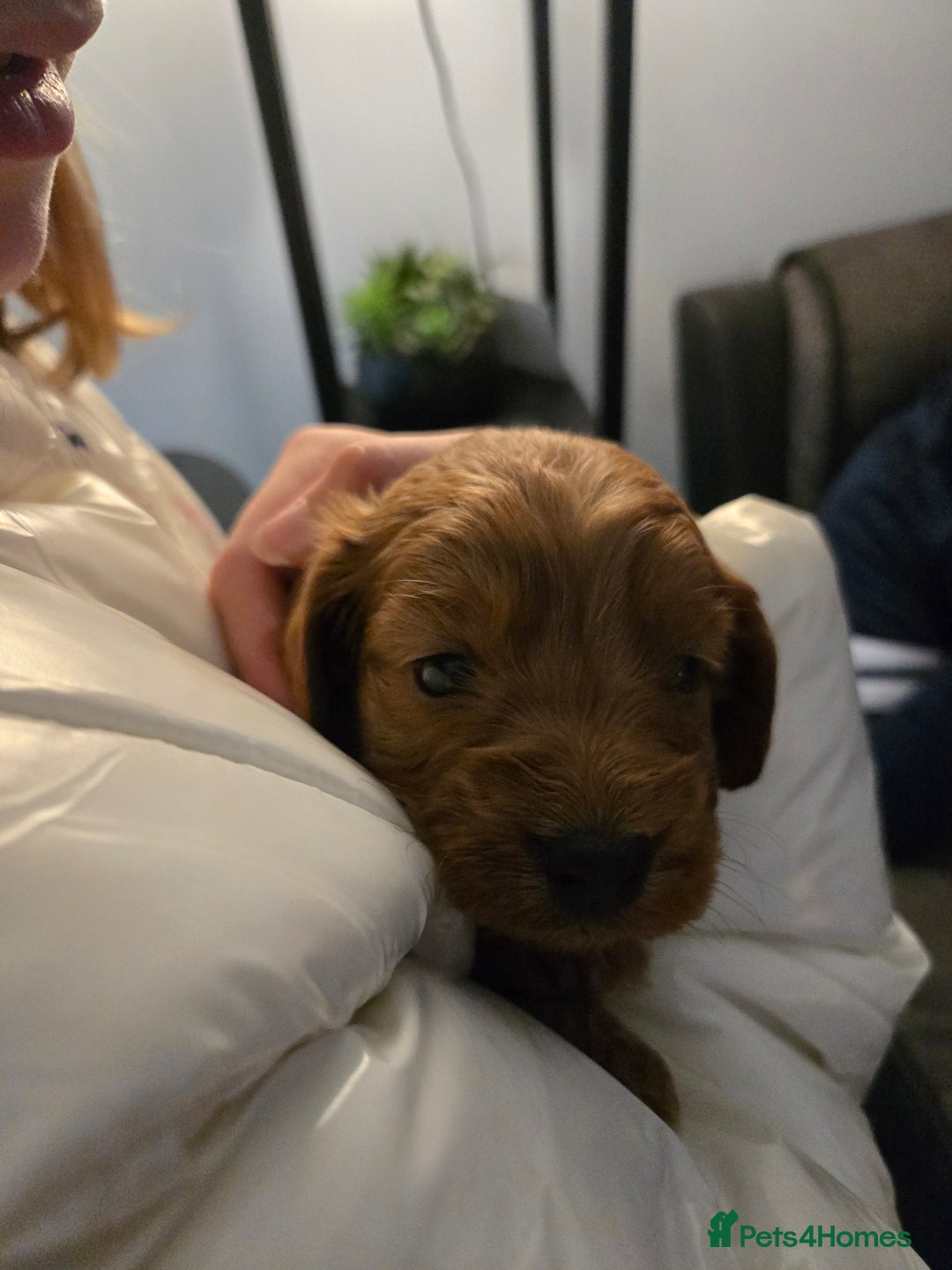Cockapoo dogs for sale: 6 male Cockapoo puppies. Ready 13th Jan.  - Advert 8