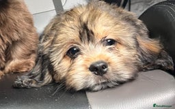 Mixed Breed dogs for sale: *REDUCED!!* READY TO GO NOW SHIH TZU X DACHSHUND  in Kidderminster - Image 4