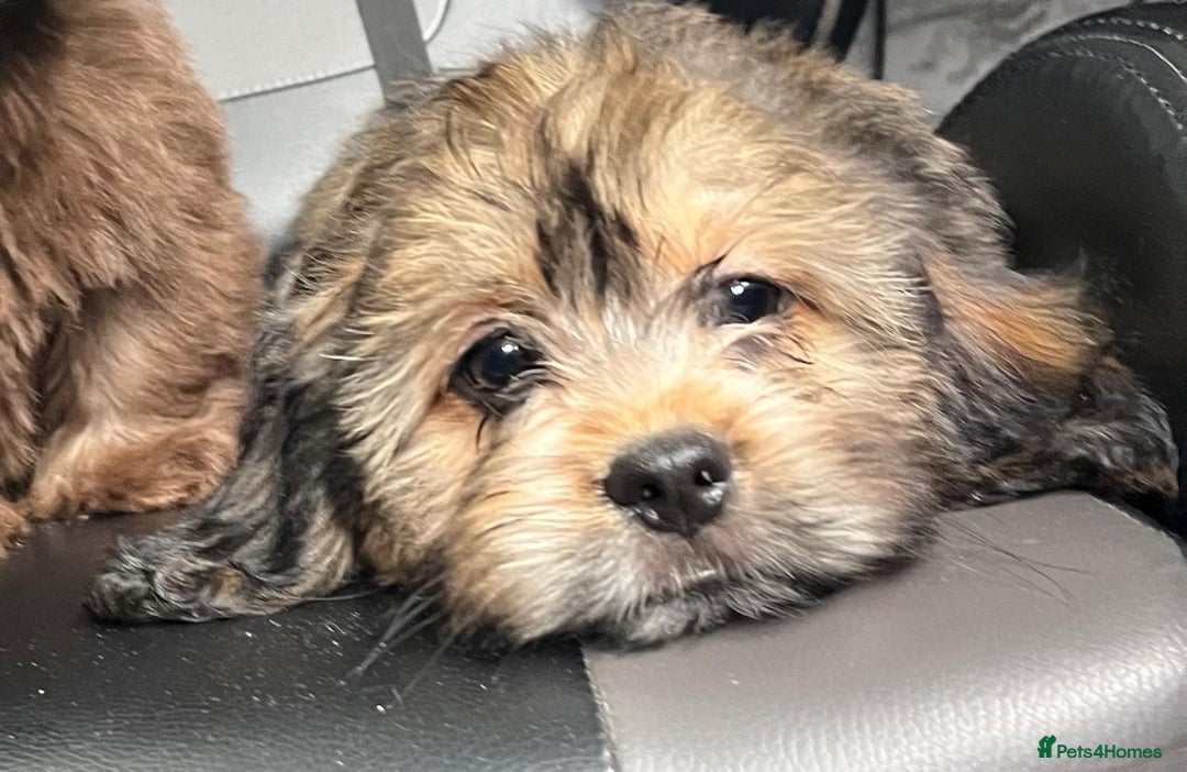 Mixed Breed dogs for sale: *REDUCED!!* READY TO GO NOW SHIH TZU X DACHSHUND  in Kidderminster - Image 4