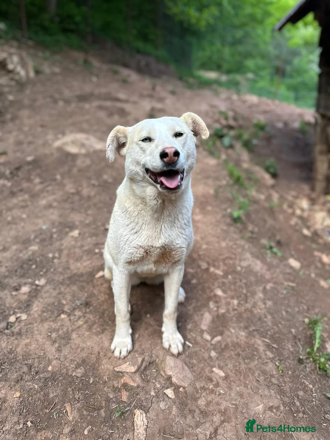 Mixed Breed dogs for adoption: Sakari 💛 - Advert 4