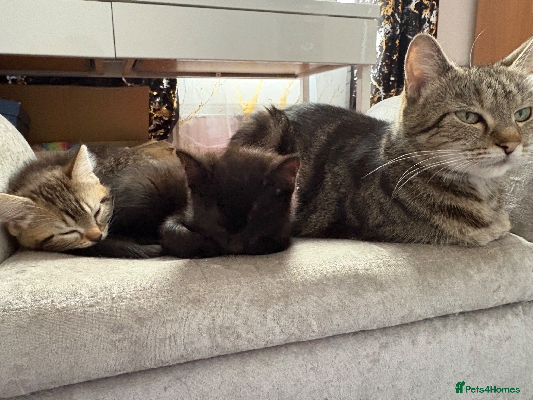 European cats Tabby kitten for sale  - Advert 7