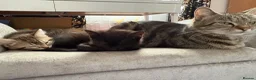 European cats for sale: Tabby kitten for sale  - Advert 1