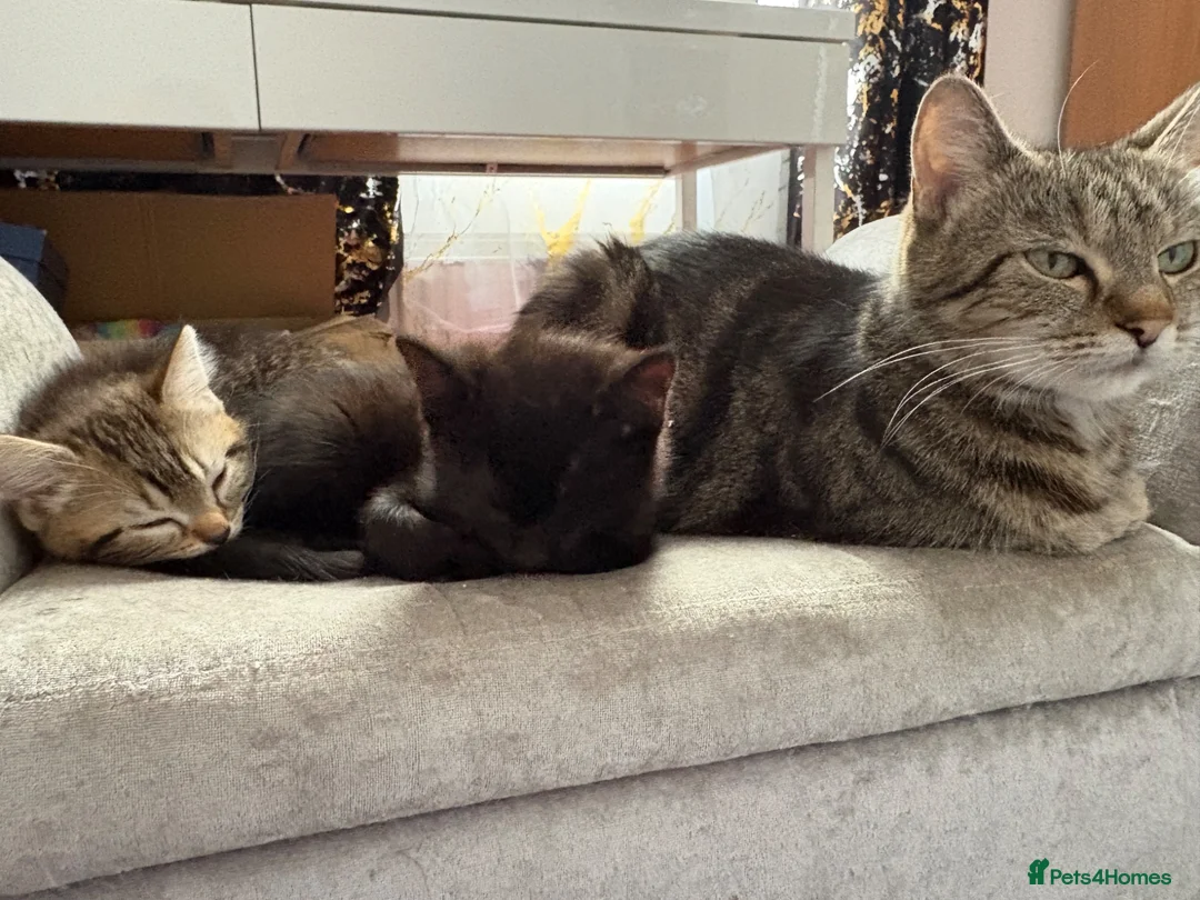 European cats for sale: Tabby kitten for sale  - Advert 1