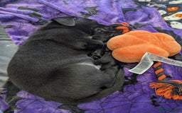 Mixed Breed dogs for sale: Looking for a forever home! - Image 3