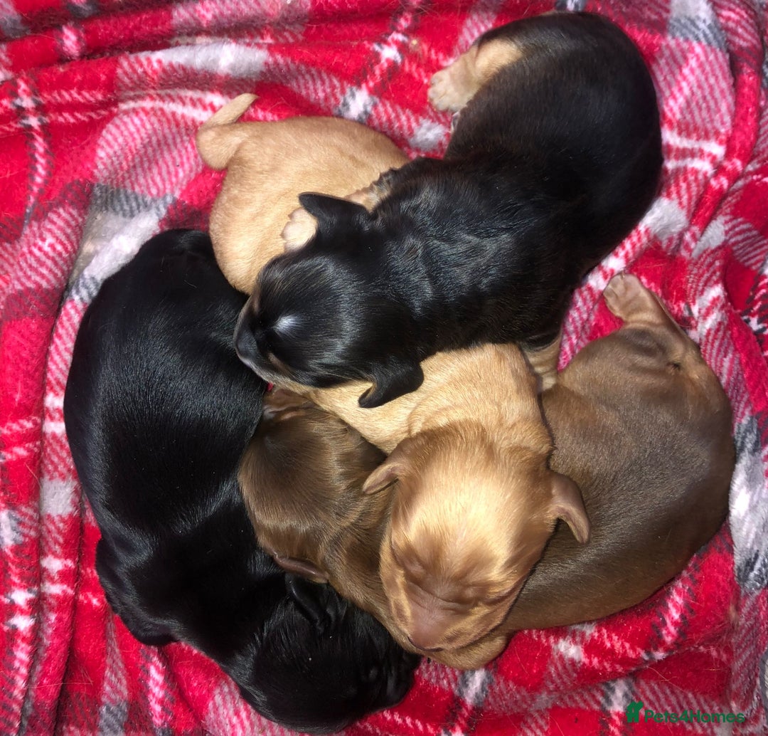 Cocker Spaniel dogs for sale: Cocker Spaniel puppies  - Advert 2