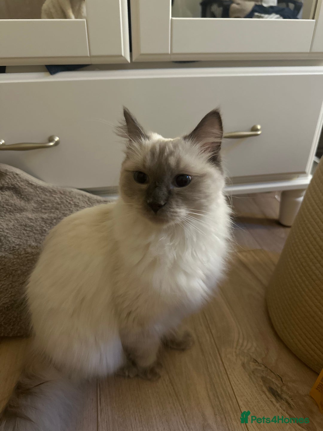 Ragdoll cats for sale: Affectionate Ragdoll Boy needing forever home - Advert 2