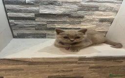 British Shorthair cats for sale: Beautiful  lilac and blue kittens 2 boys 1 girl - Image 10