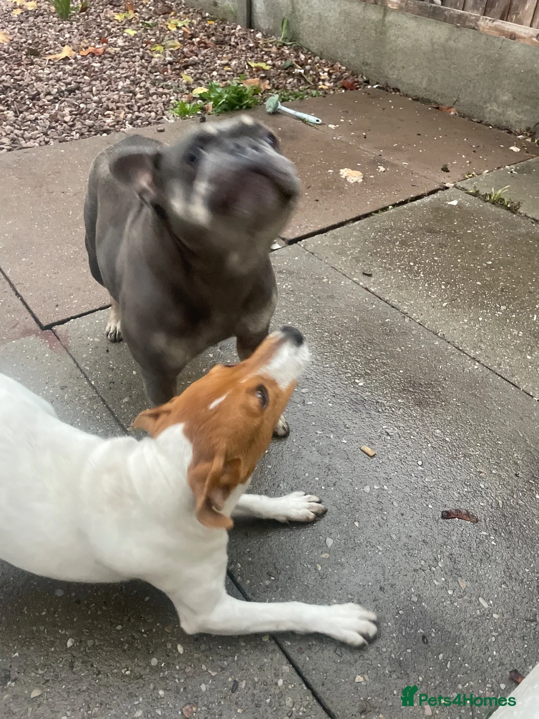 French Bulldog dogs for sale: French bulldog bitch  in Telford - Advert 1