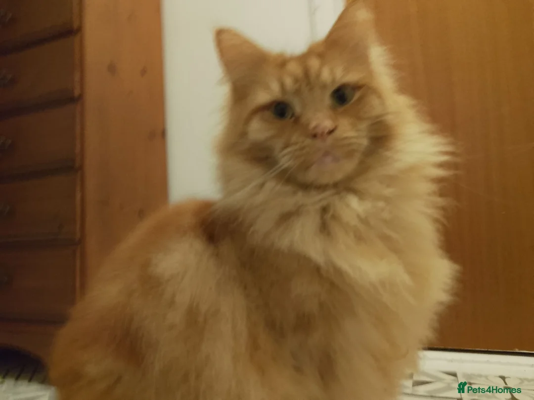 Maine Coon cats for sale: Lovely big ginger male, very loving  - Advert 3